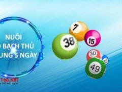lô nuôi khung 5 ngày